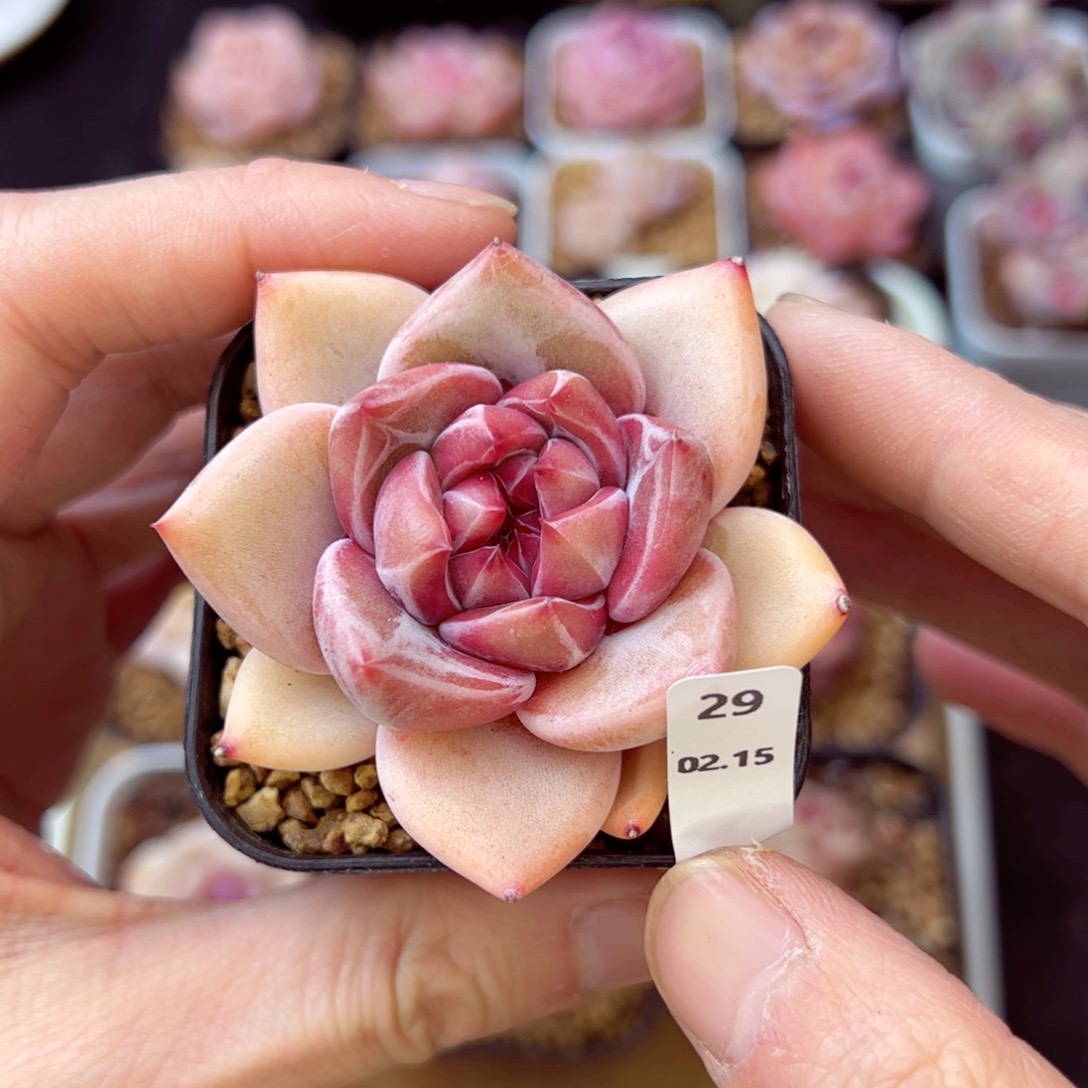 心美人29、哈哈哈哈