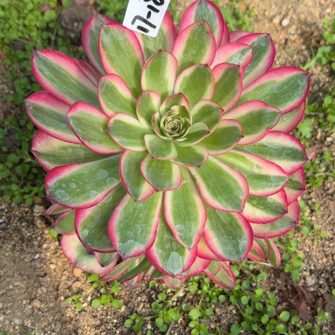 189倾城多肉植物