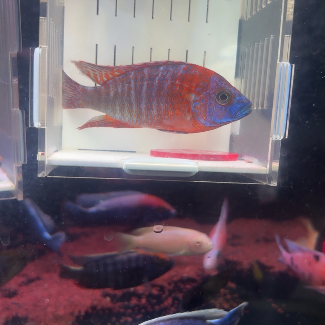 沭***饰慈鲷鱼直播54号1条