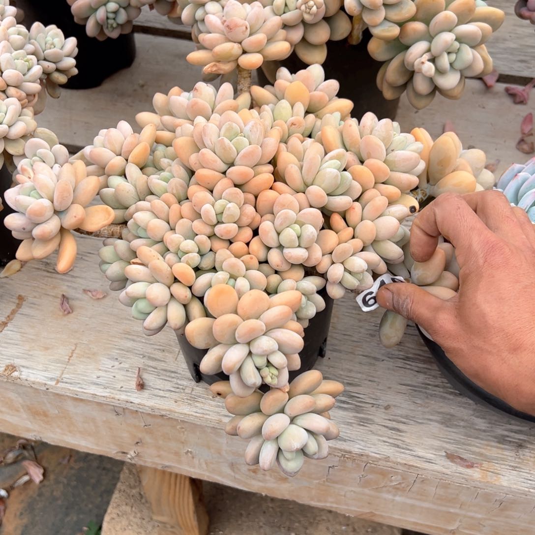 钱****多香水洛神619号多肉