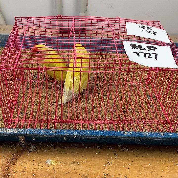 紫***C虎皮鹦鹉虎皮鹦鹉