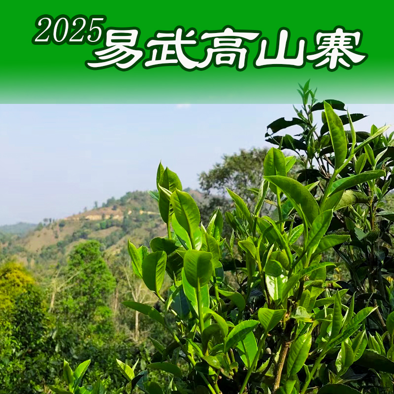 2025云南易武高山寨古树头春头采普洱茶生茶50克袋装水路细腻香甜