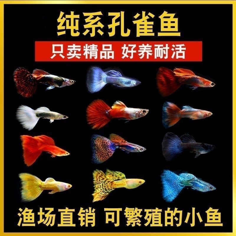 【单品种】小型热带淡水孔雀鱼观赏鱼活体好养耐活适合新手
