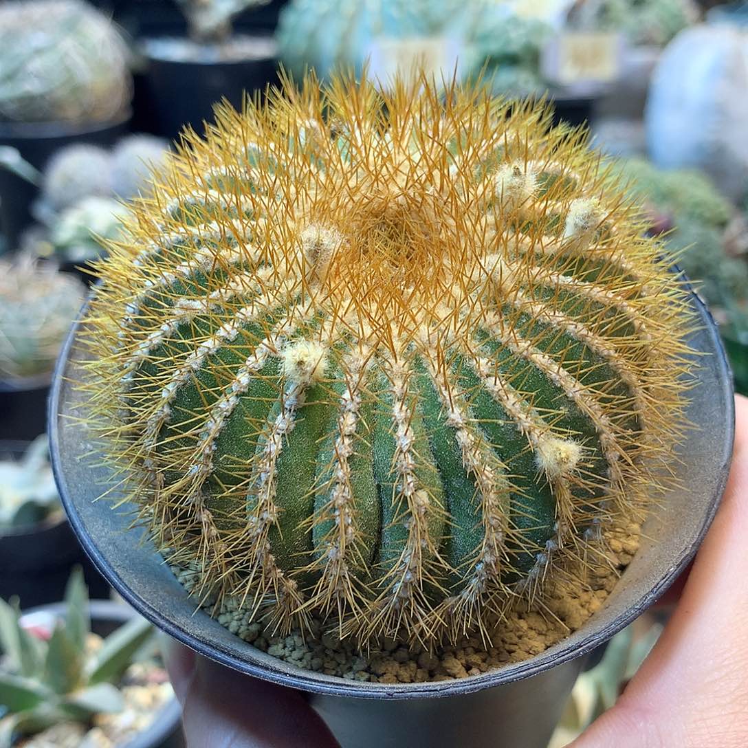 金刺优博球没根            