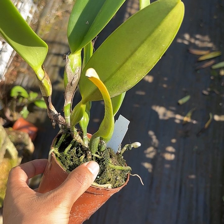 完全开放粉莫西卡特兰