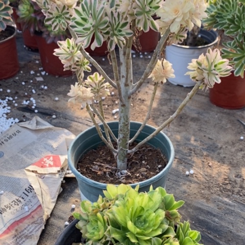 桃*蹊171白兰地琉璃两颗多肉清棚福利