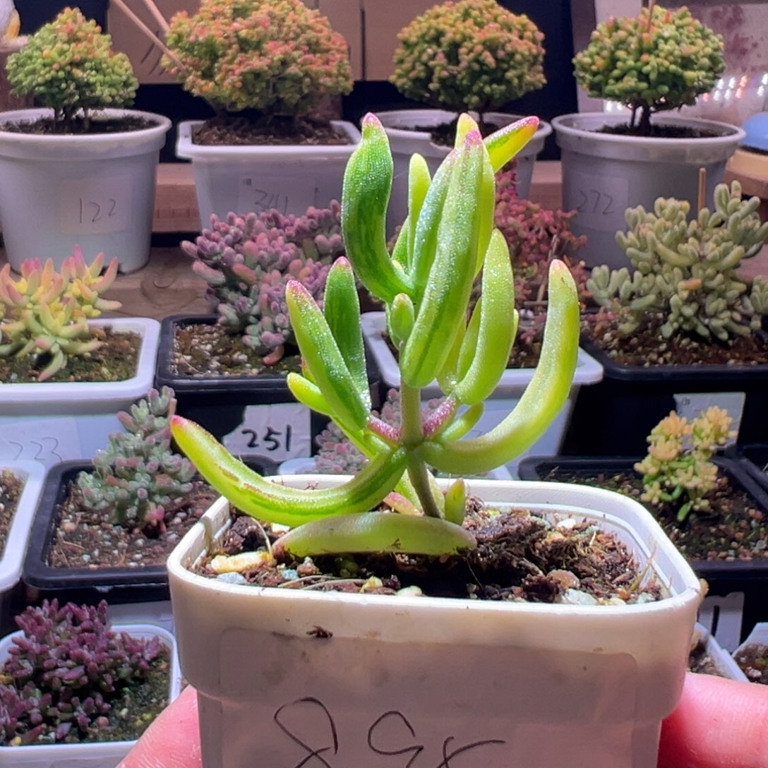 895香蕉锦一物一拍包开箱