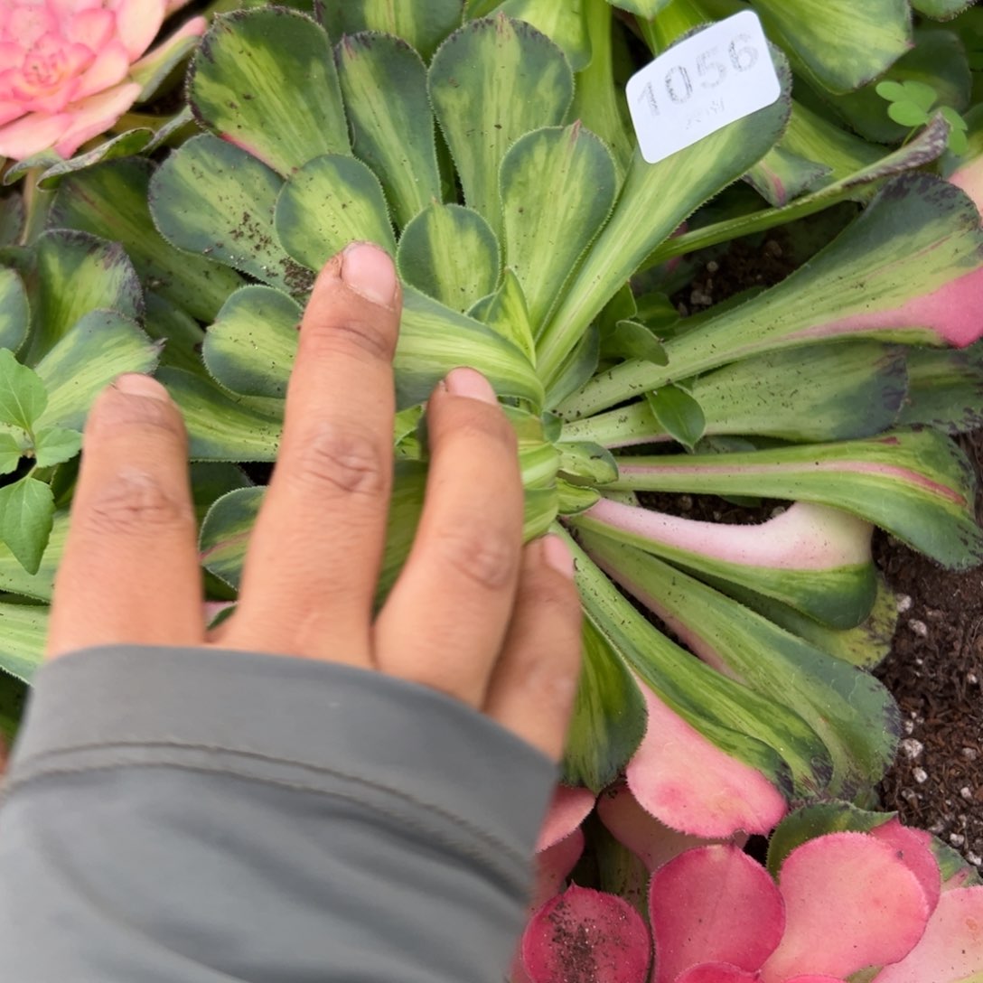 56知否多肉植物系