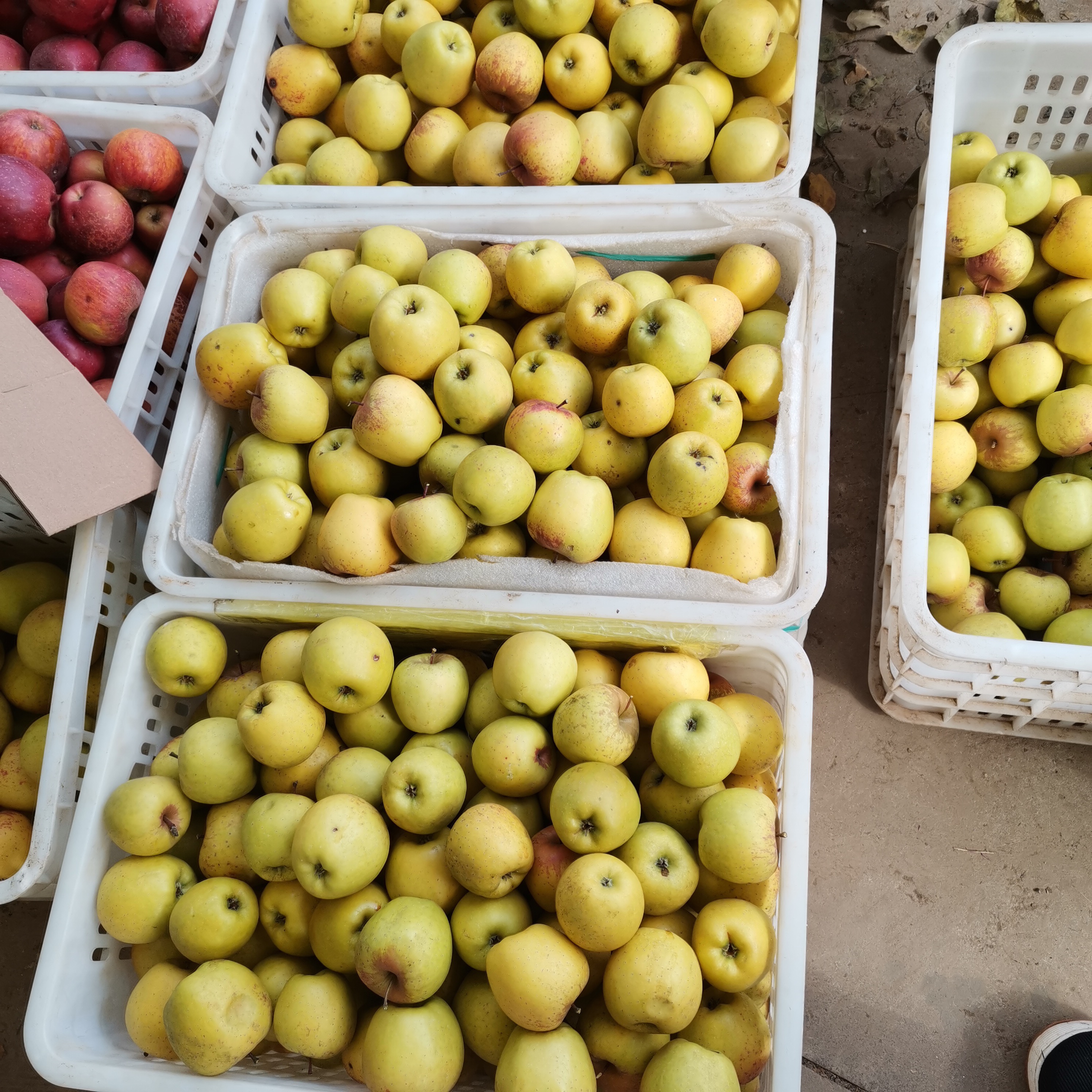 维纳斯苹果。现在成熟的没有之前的那么好吃，介意的勿拍。