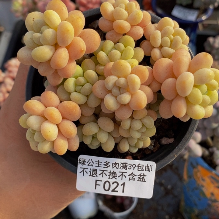 洛可可老桩9cm021多肉植物