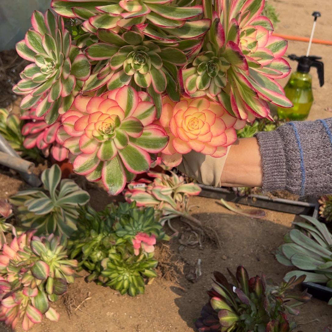 183荔枝多肉多肉多肉