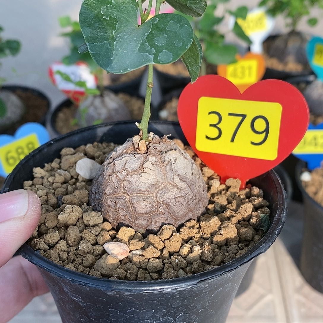 南非龟甲龙龟甲龙