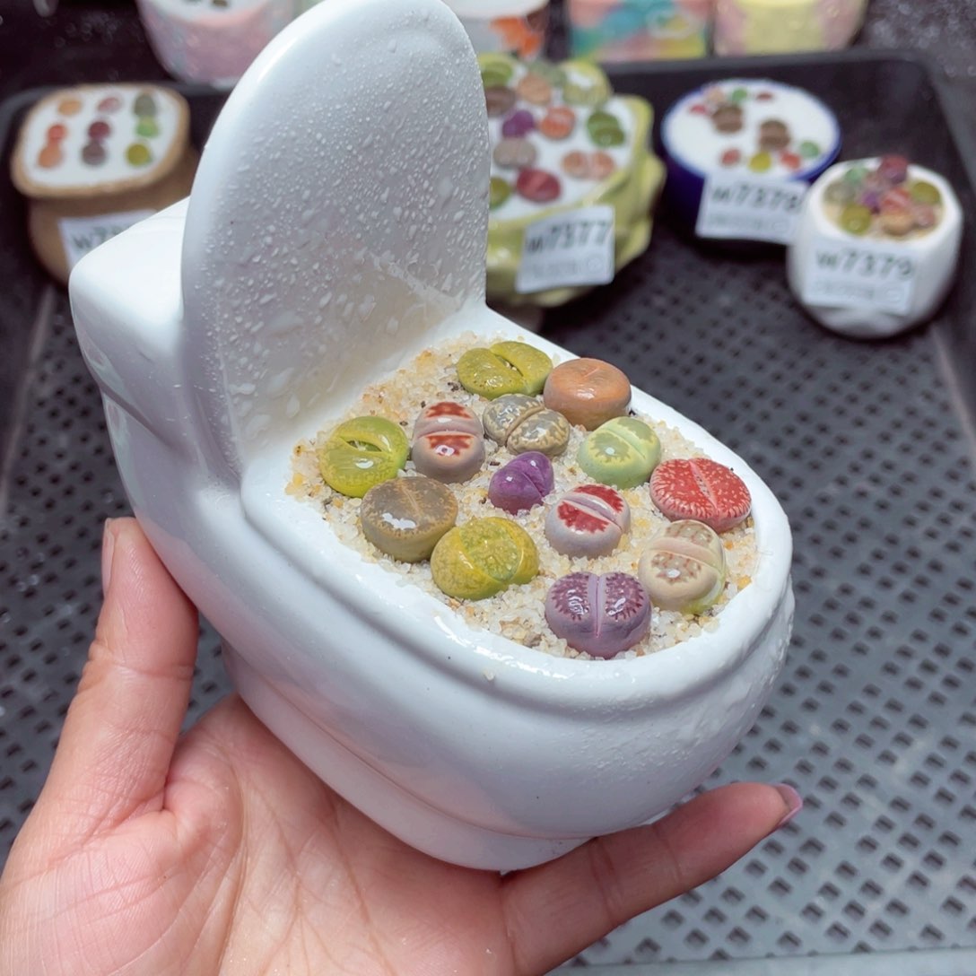 w7380 -零下地区拍保温箱-15支持寄养