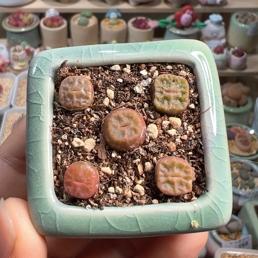 多肉植物171号方烧卖