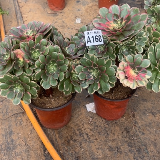 无***痕168两个粉花妖不包断枝