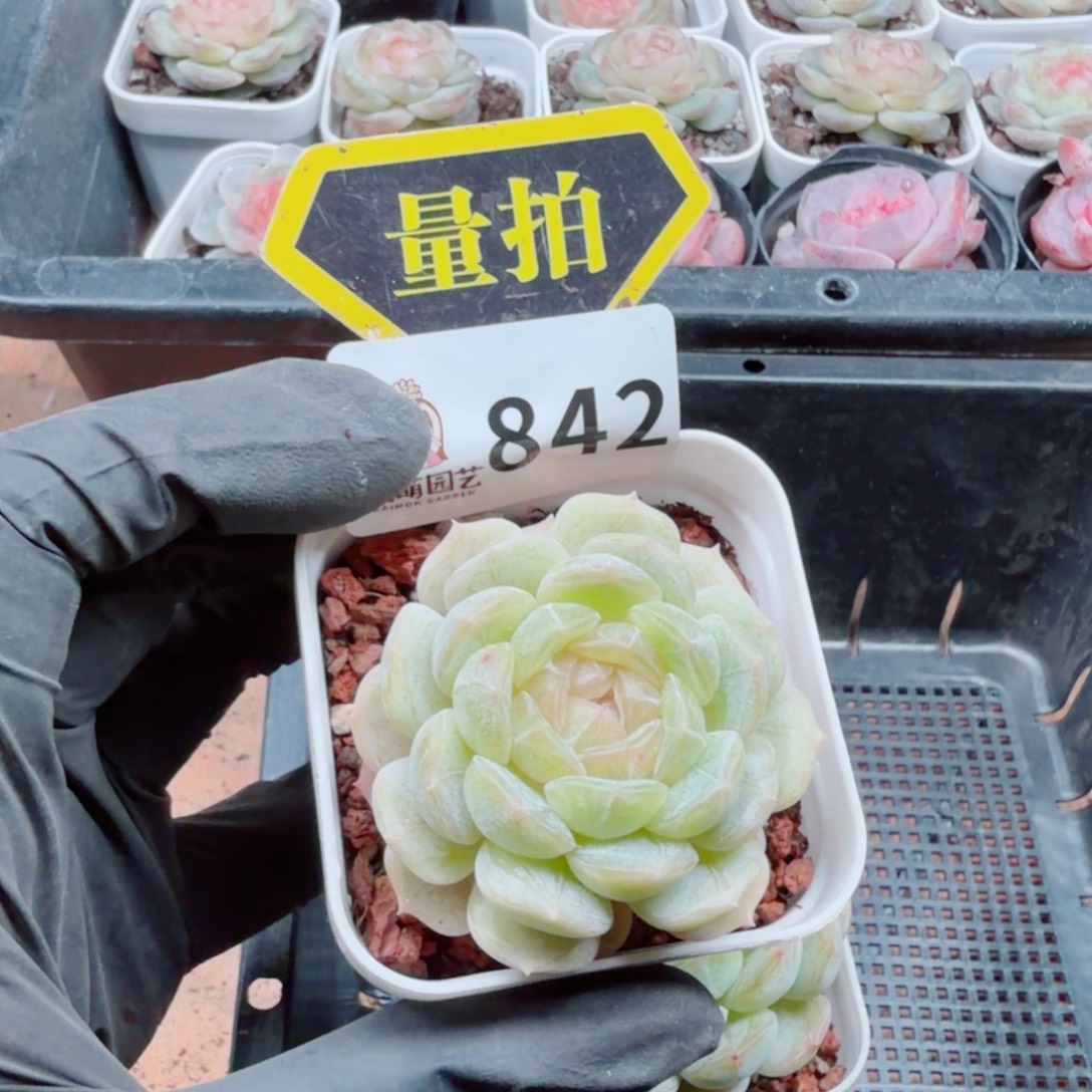 多肉植物多肉植物