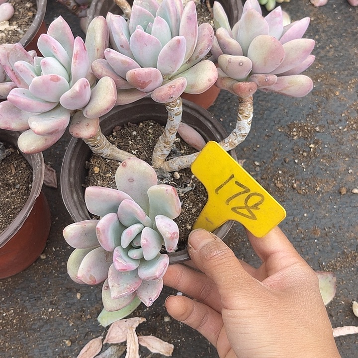 艾***娟两单包邮，一物一拍178奥普