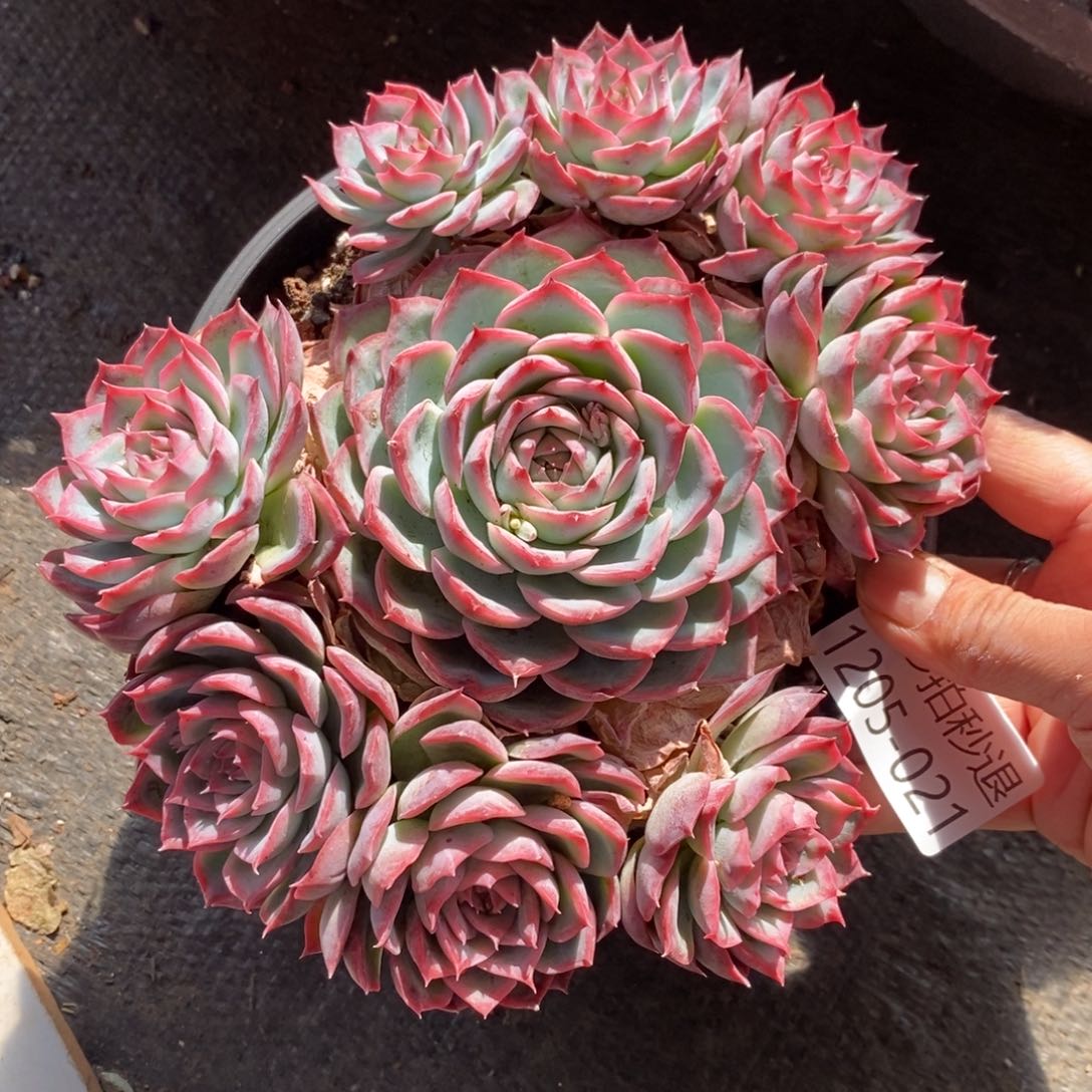 两单包邮1205-21侧影