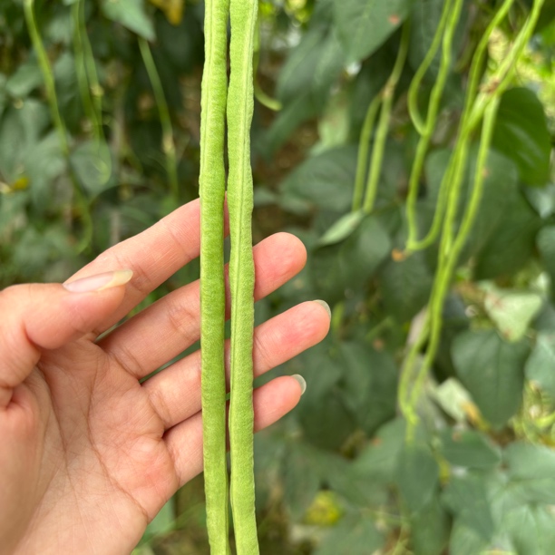 长豆角 湘西农家自种本地长豆角新鲜现摘