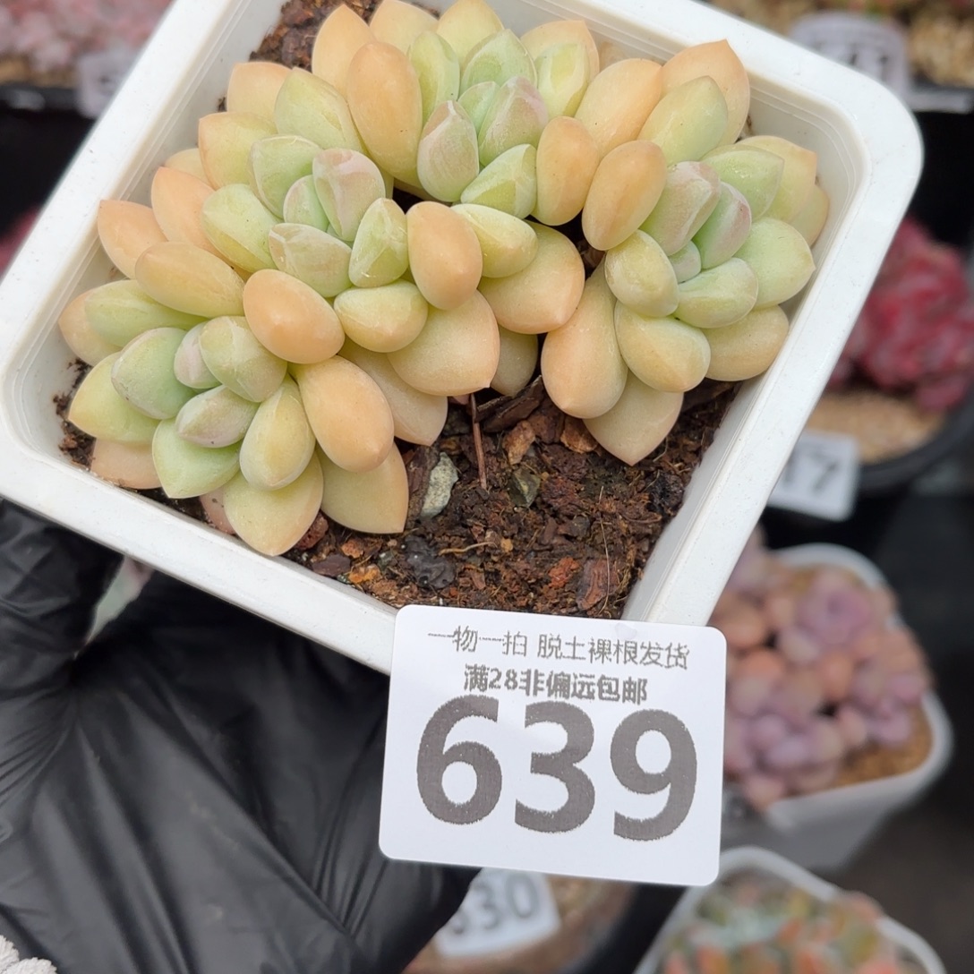 泡泡糖整群无盆土