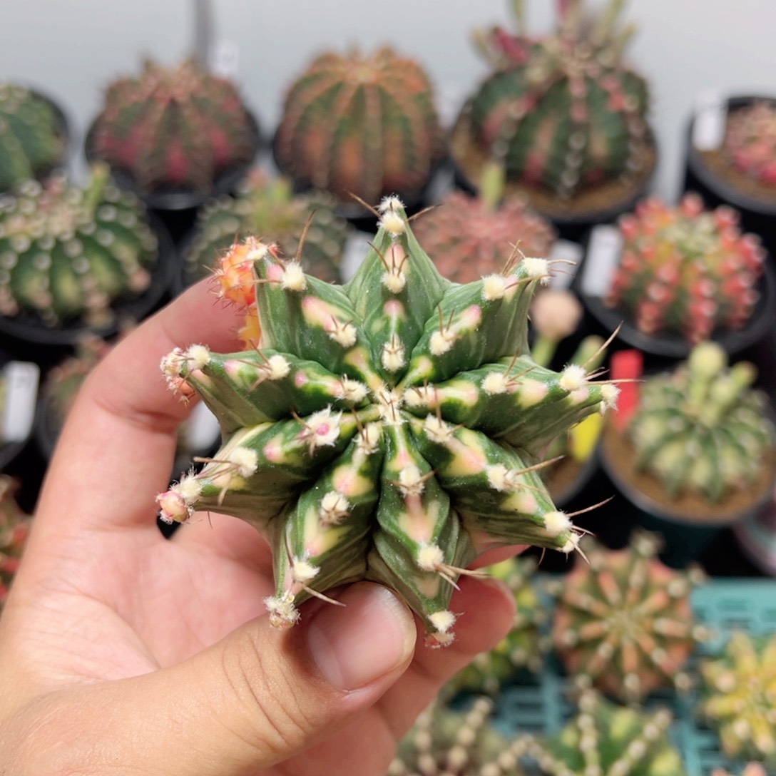泰系全品——脱土发货