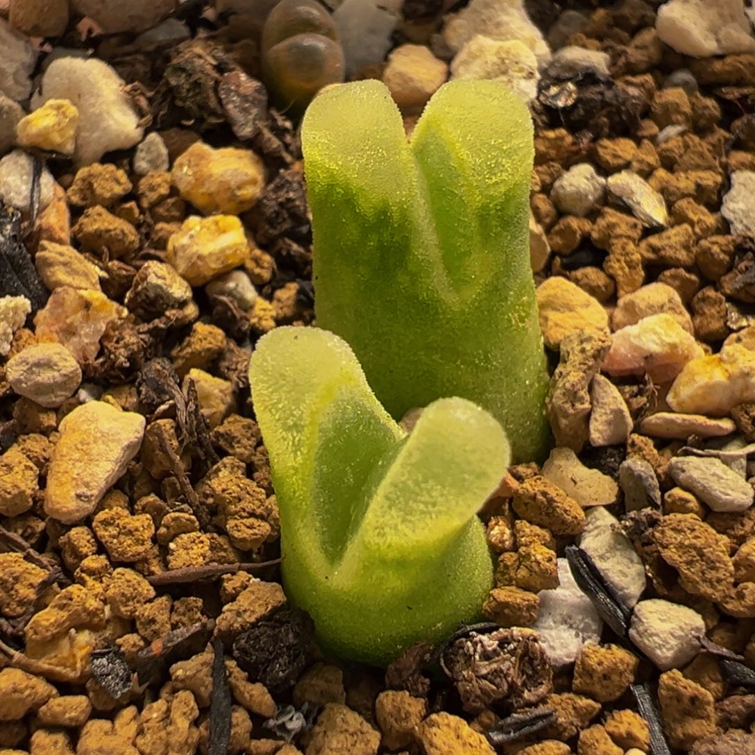 152多肉植物种类多样