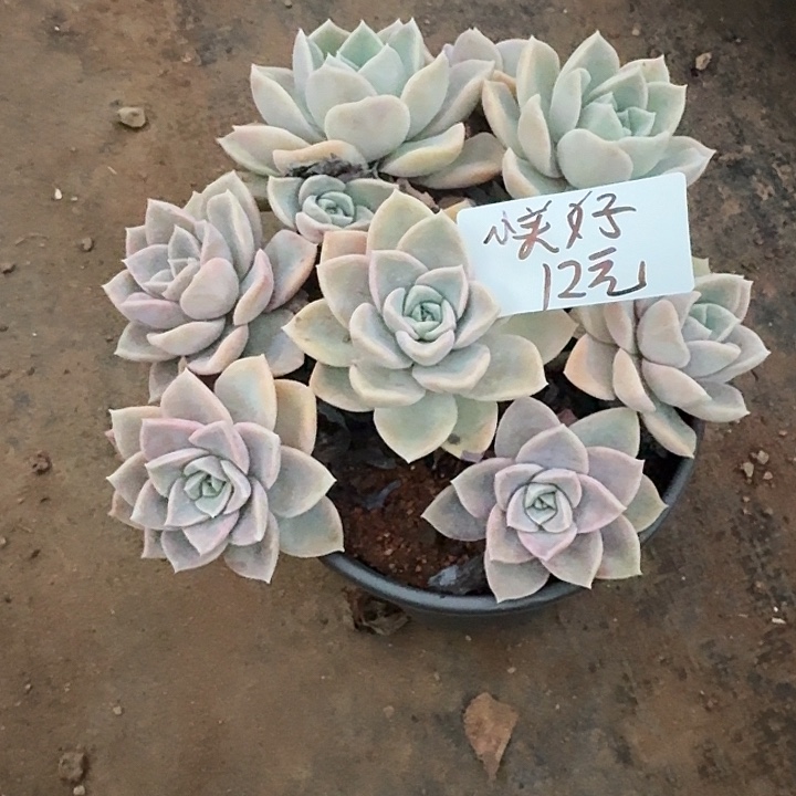ღ****多肉植物一物一拍小美好