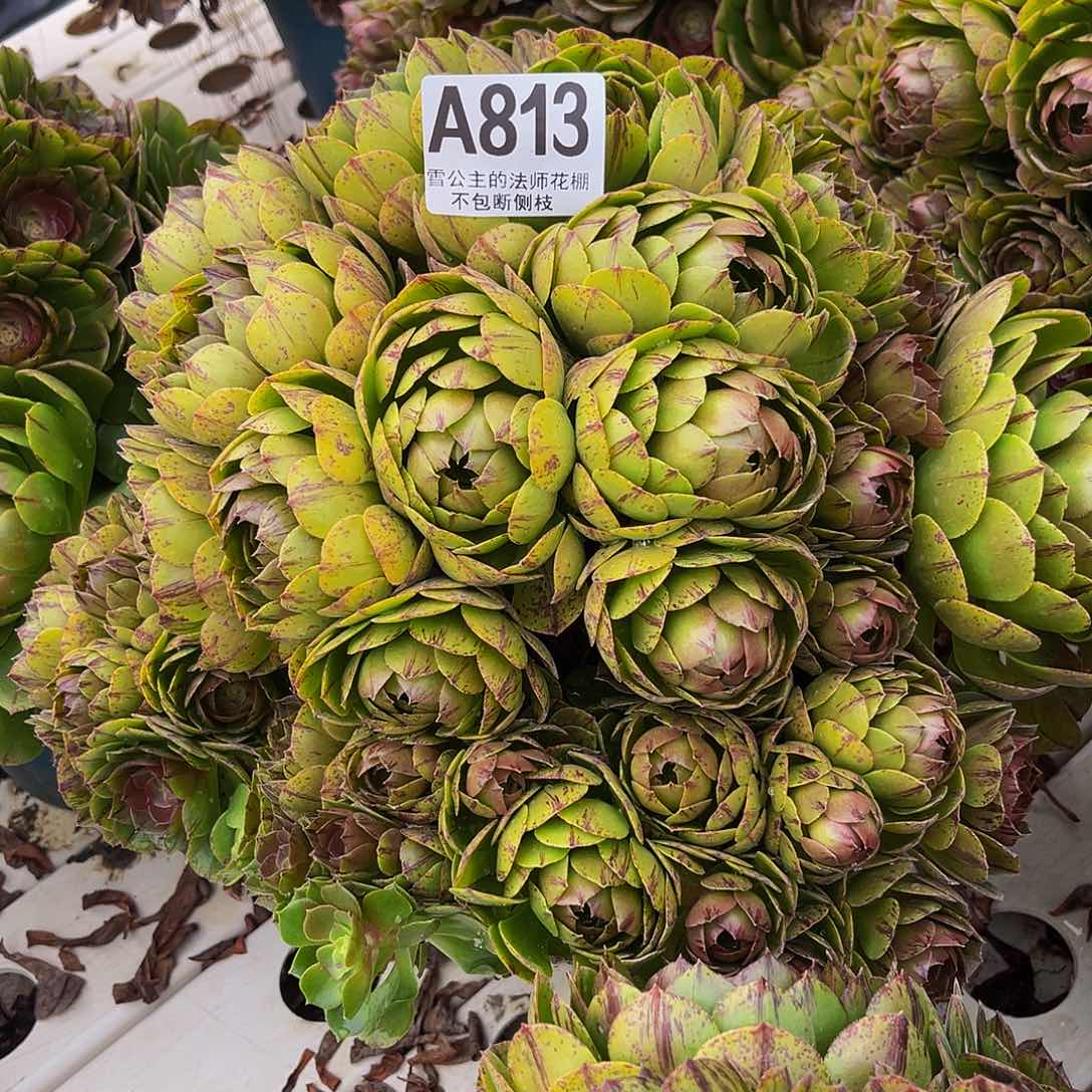 法师法师3-36包邮法师