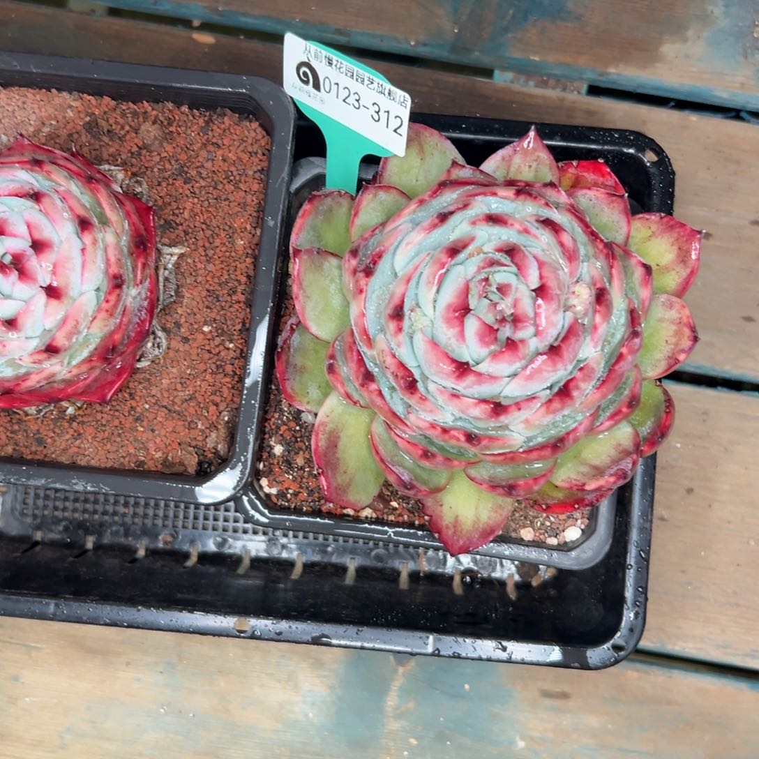 多肉编号0123-312