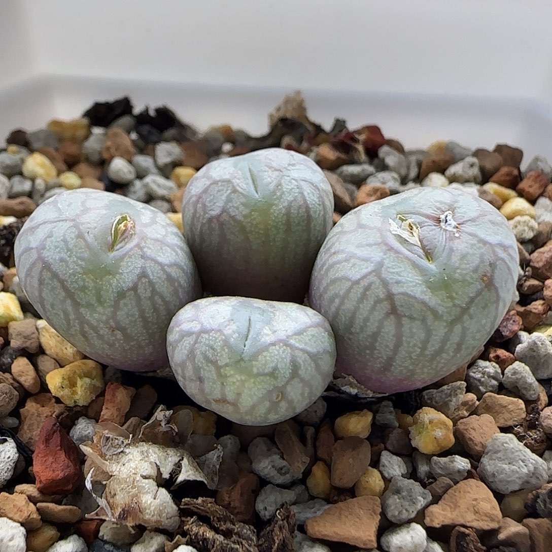 11-24-3-2当天满38包邮送奶工杂交脱土