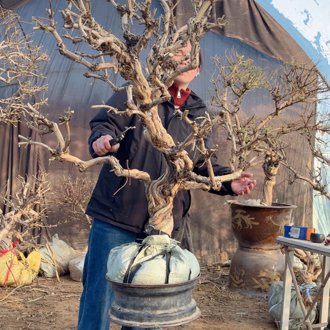 全部花朵金银花6666666