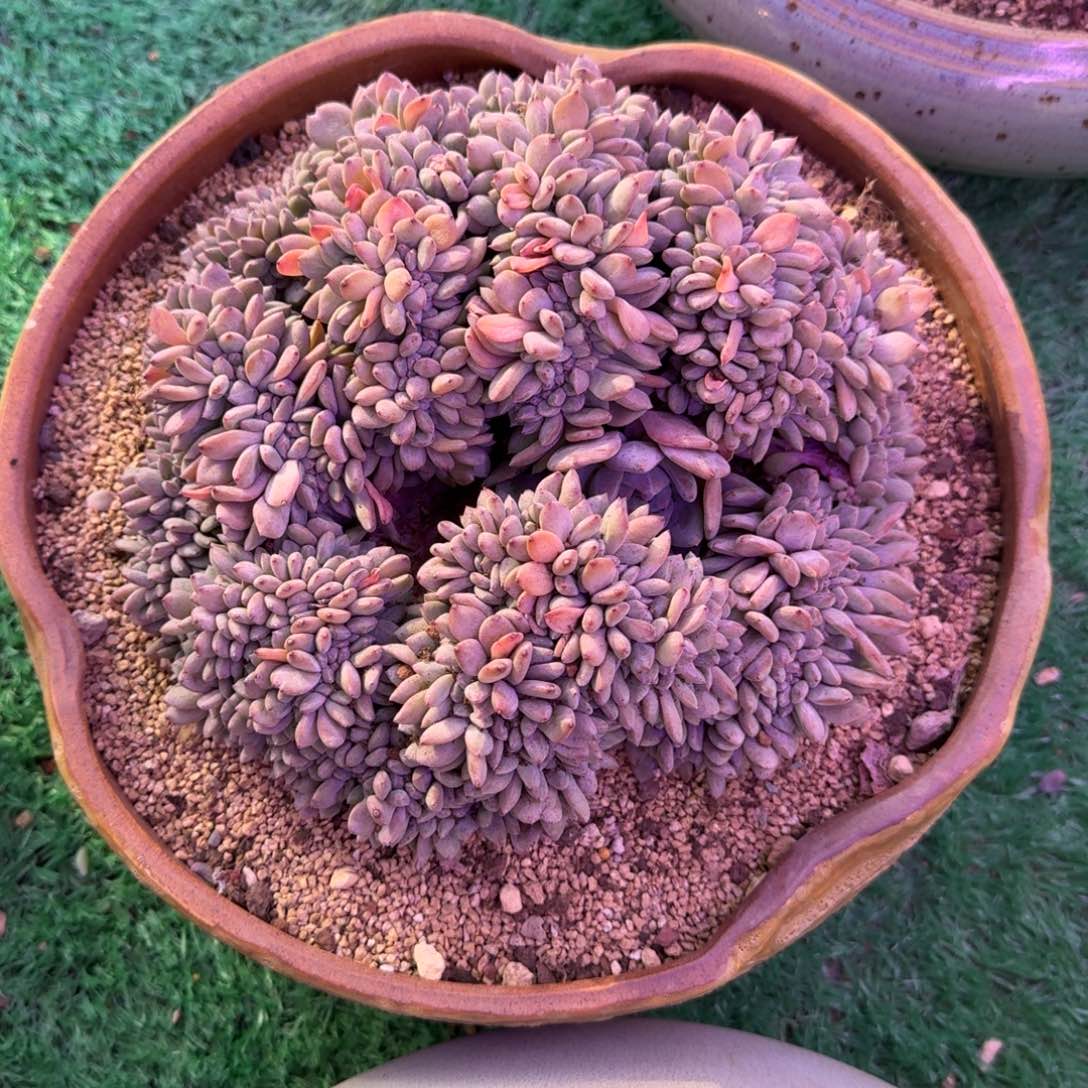 星影缀化无砍多肉