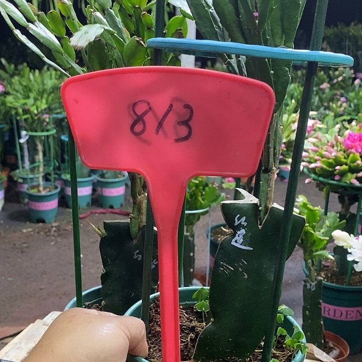 红莲带盆发顺丰813