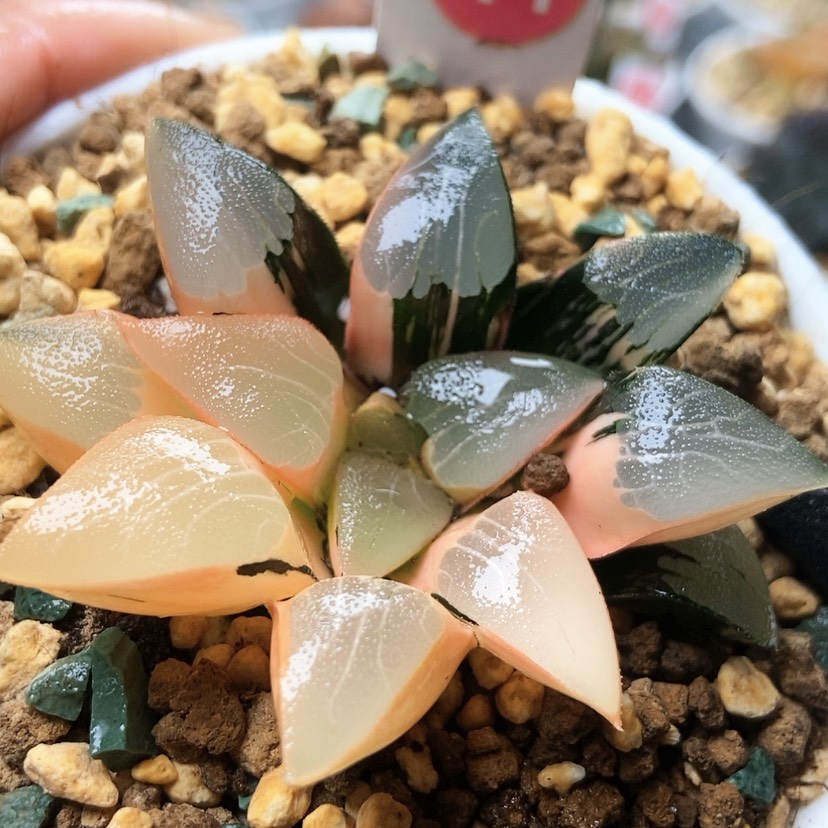 【闪购商品】克锦11