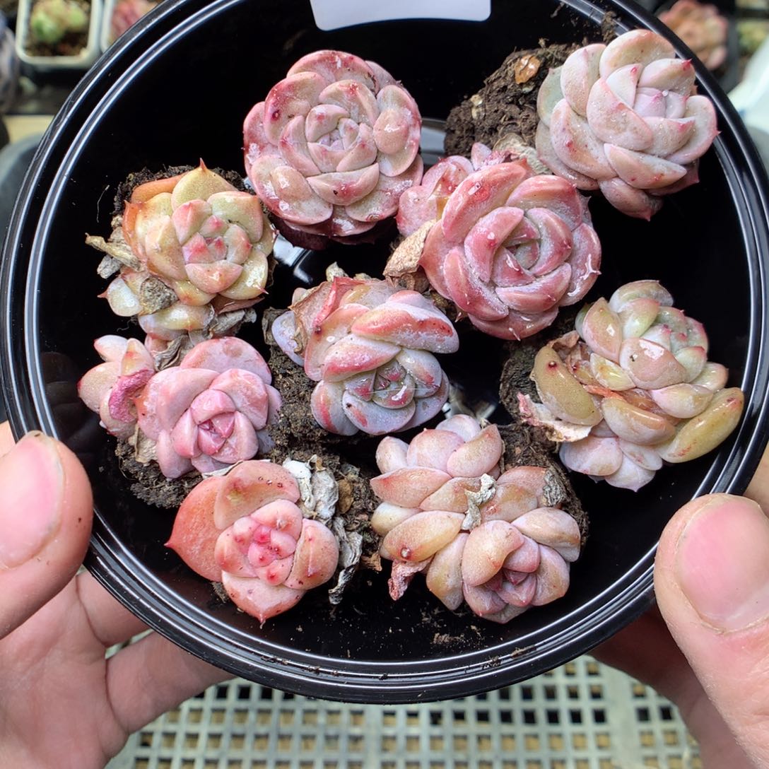 G42y y y y y y y y y