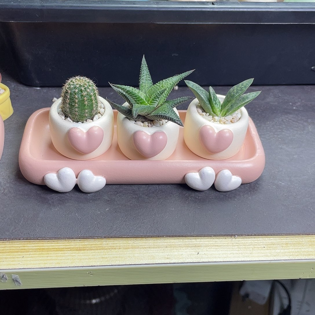 多肉植物一物一拍爱心是室内多肉