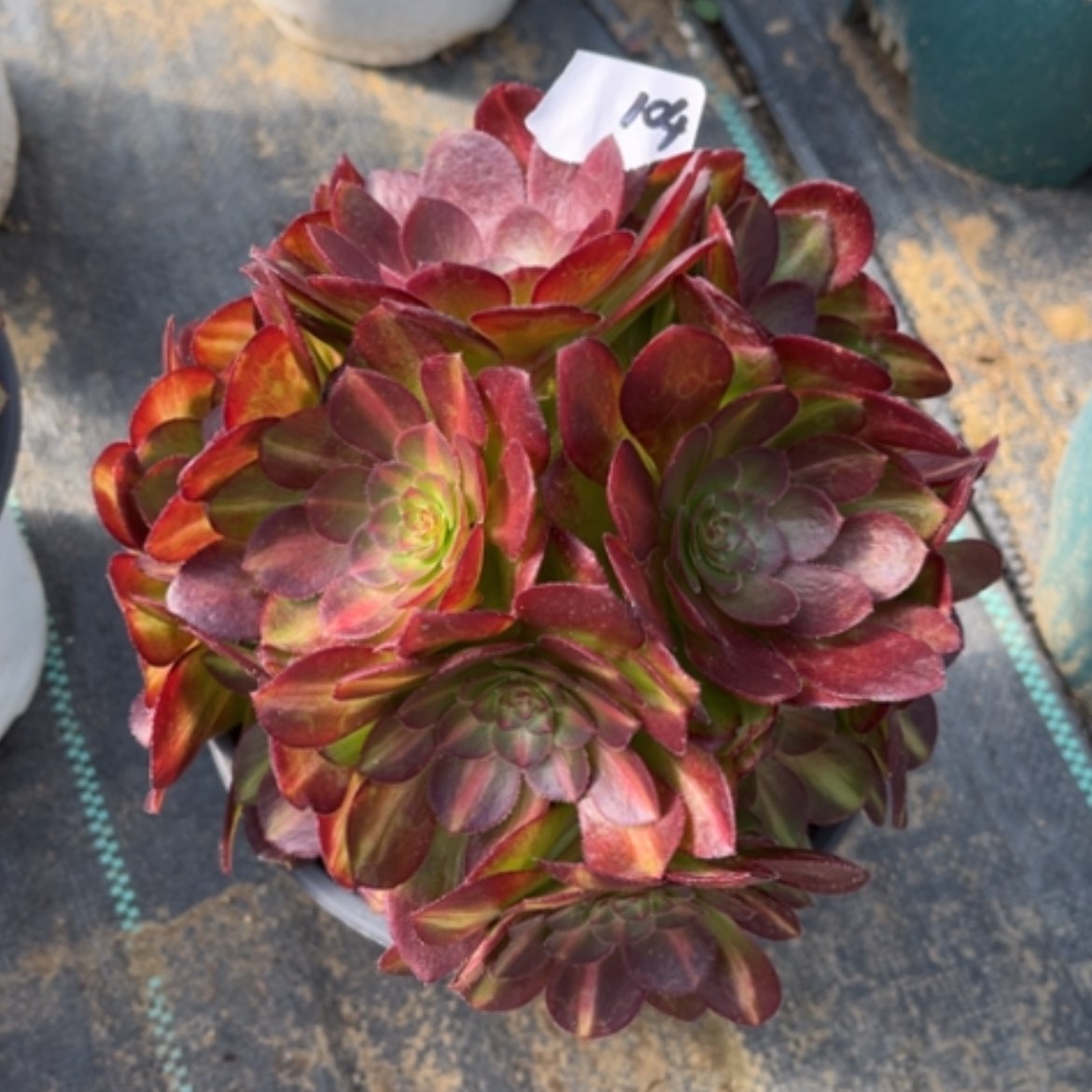 【闪购商品】104倾城中班绣球多肉法师