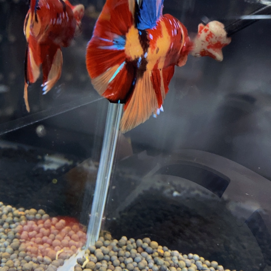 斗鱼291巨斗11111