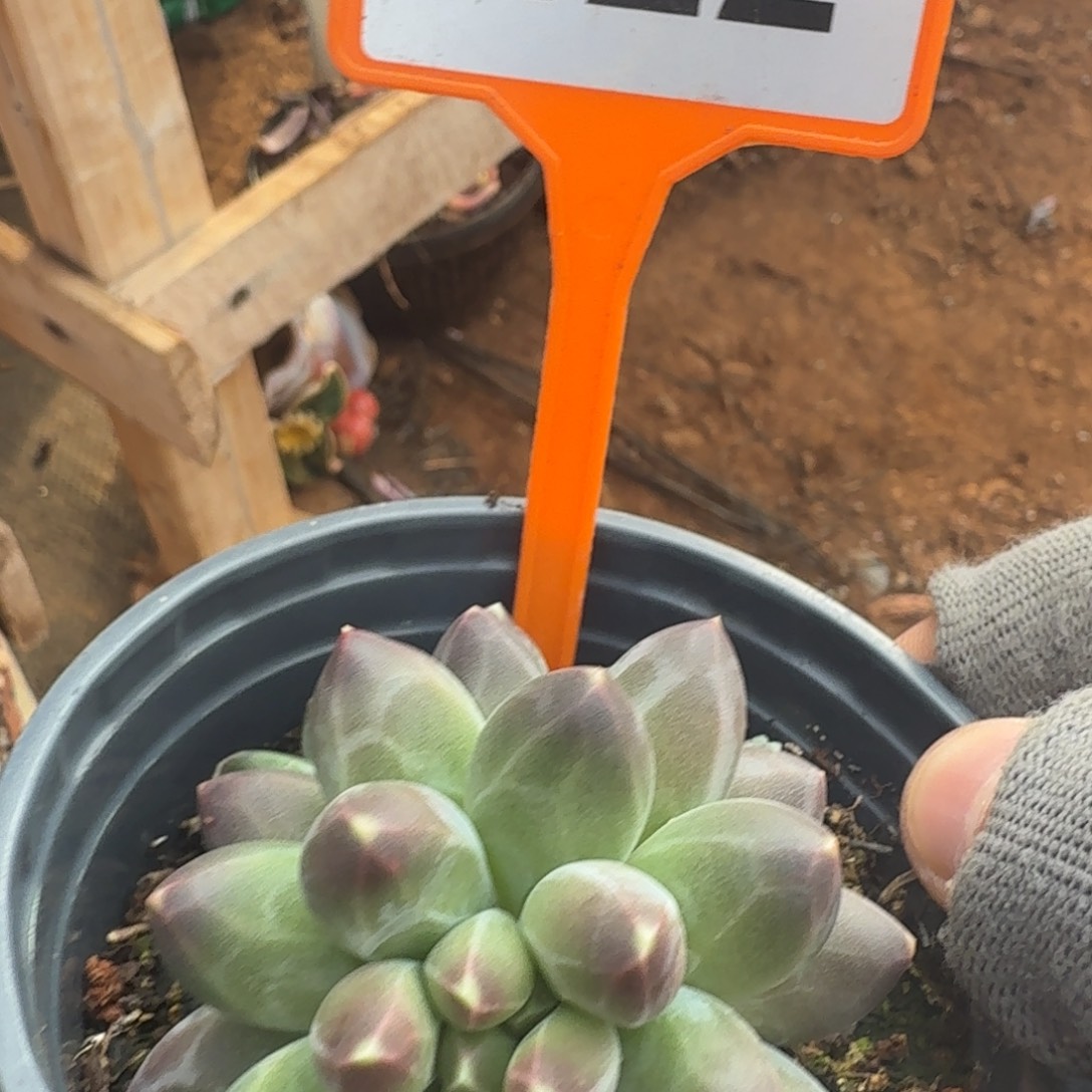 多肉植物申公豹422