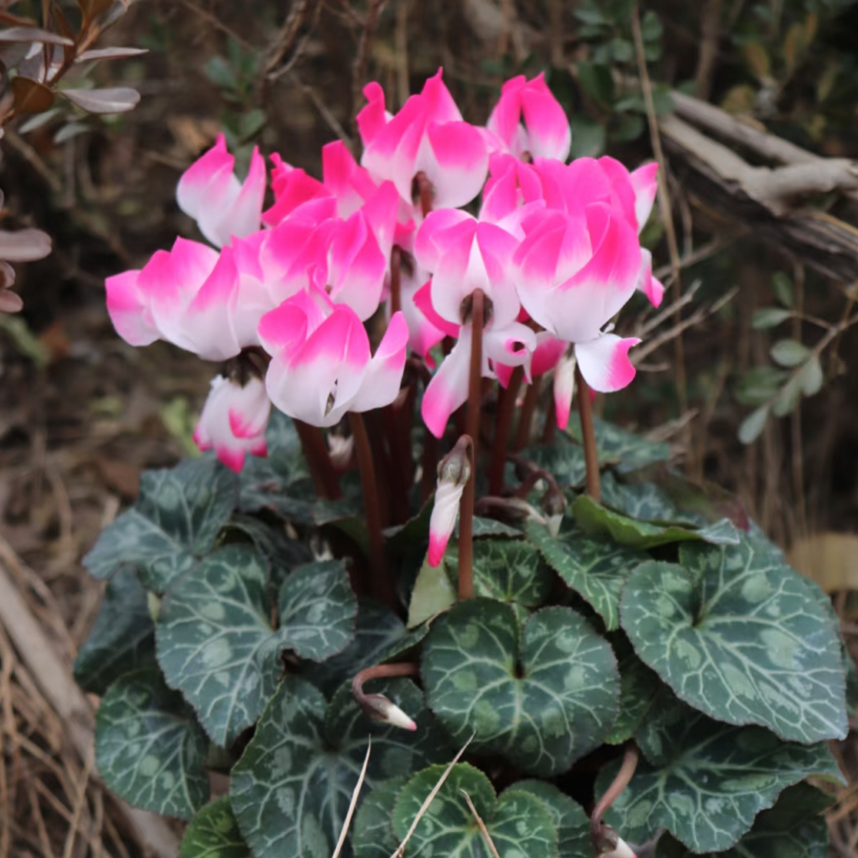 巨无霸【音迪卡】荷花仙子！仙客来好看好养四季开花耐寒稀有款