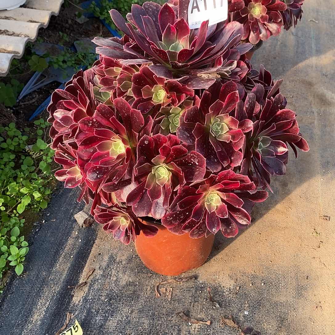 金丝雀多肉法师117