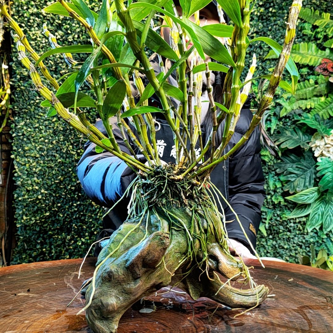 【闪购商品】330云金花卉