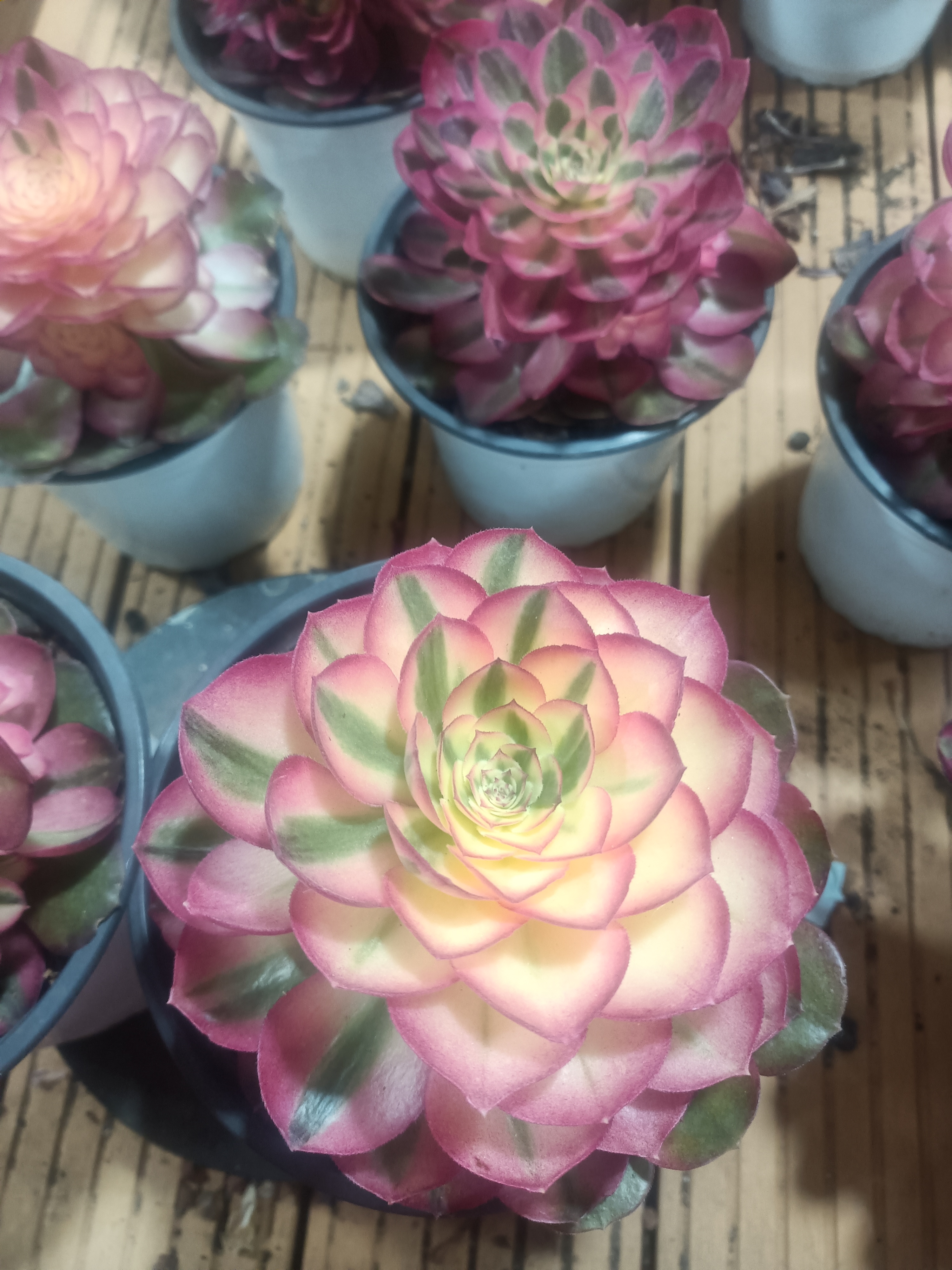 云南荔枝法师莲花掌属