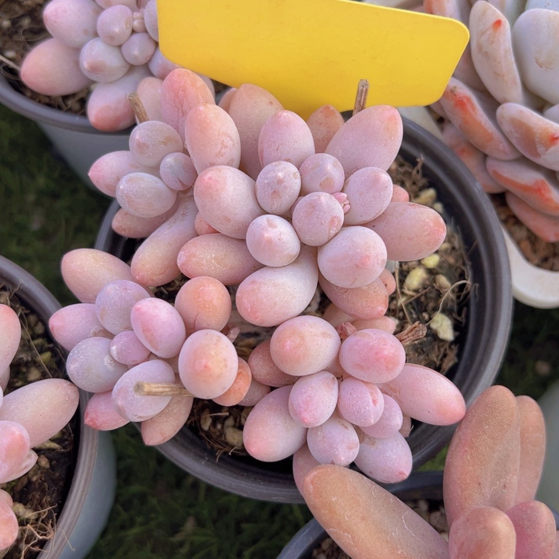 香玉的故事是一个人的故事吗