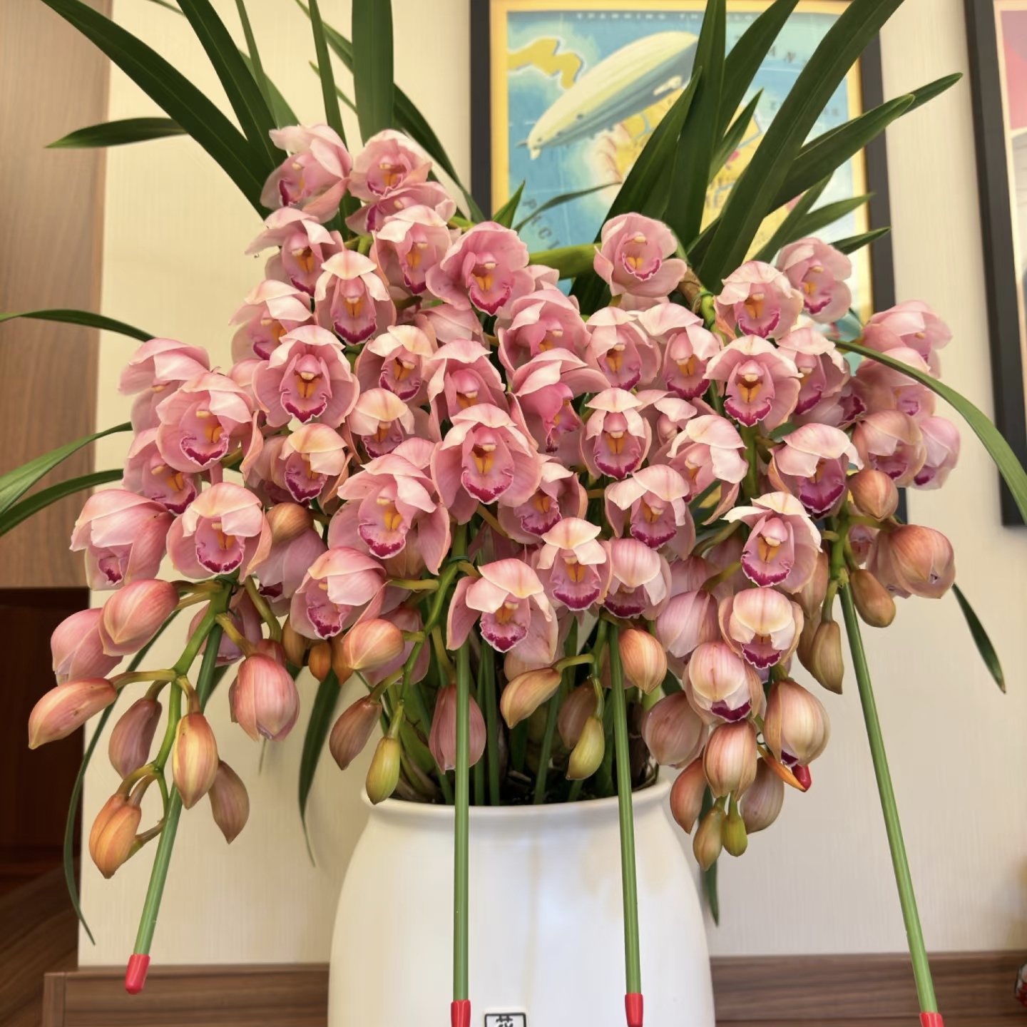 【福娘迎喜】大花蕙兰年宵花高端精品型阳台客厅好养