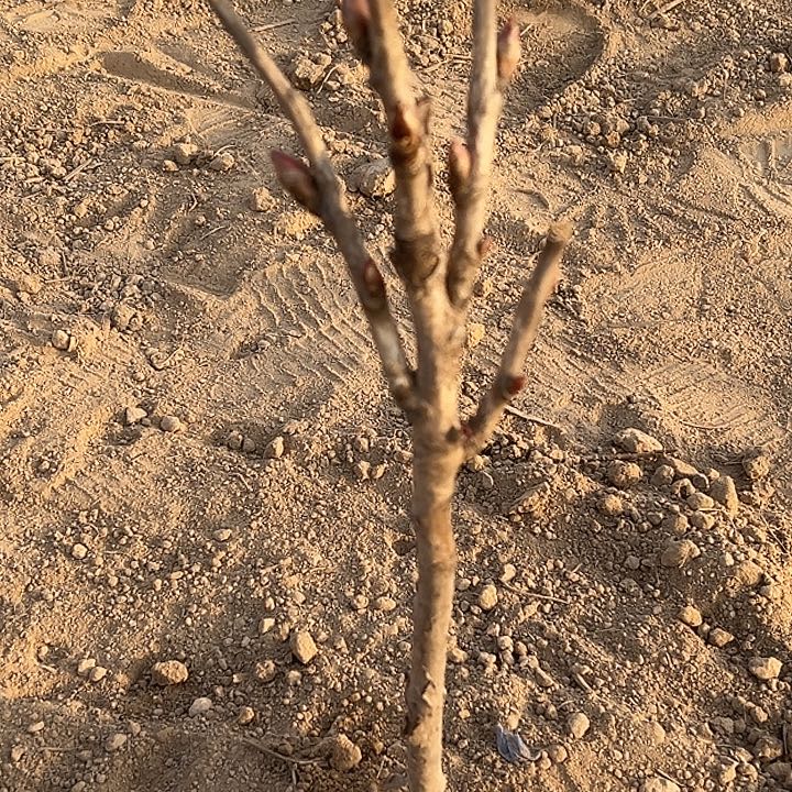 百***姐完全开放芳纪中颗