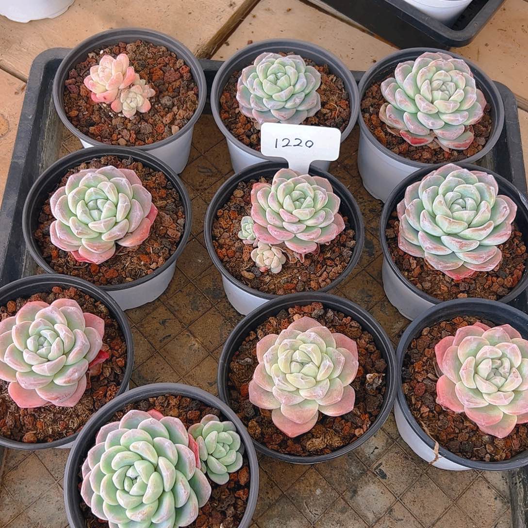 冰玉框拍十颗1220号一物一拍