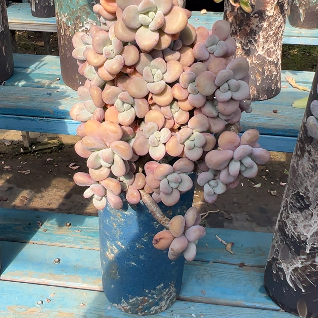 老桩洛神裸肉发货