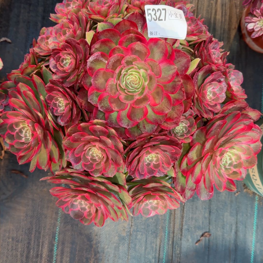 琼5327多肉粉花妖多肉多肉