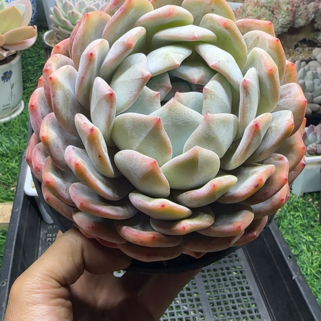 锦安精品多肉植物261